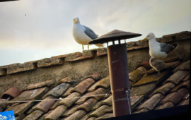 galeb na strehi