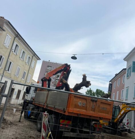 drevesa na muzejskem trgu