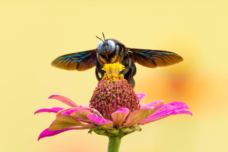 bee 7081014 1280