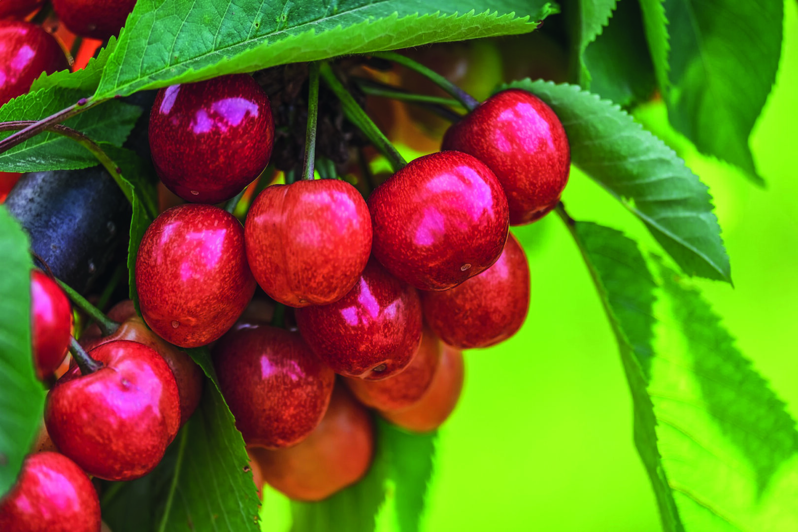 cherry 4258570 1920