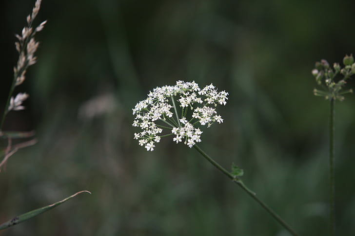 strupene rastline