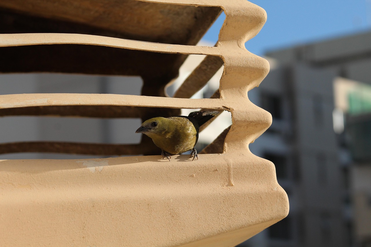 palm tanager 3854710 1280