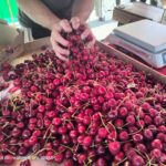 Ta konec tedna so glavne češnje: 59. praznik češenj (foto/video) 3 4e4751de 9cce 4108 9a0f 98c2f481e0cb