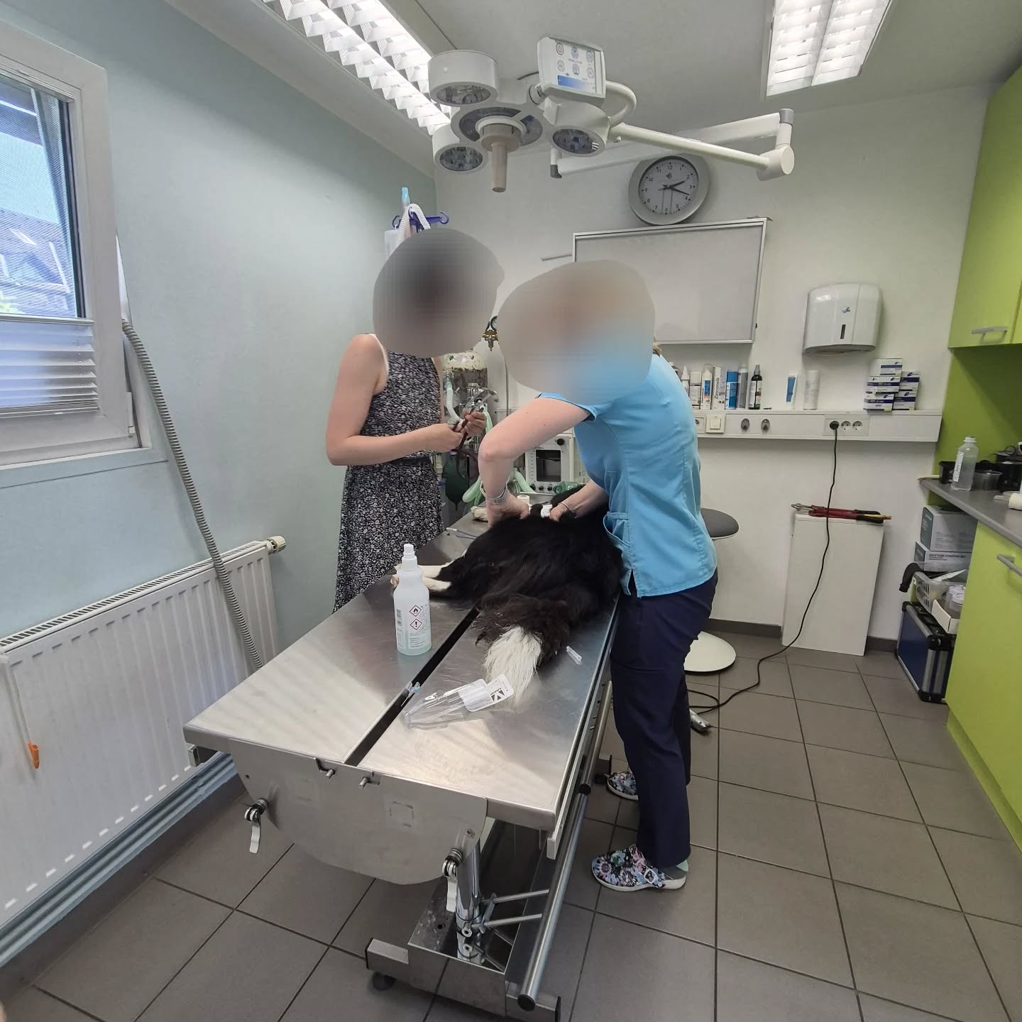 Pogini psov in mačk v Bohinju sprožili preiskave