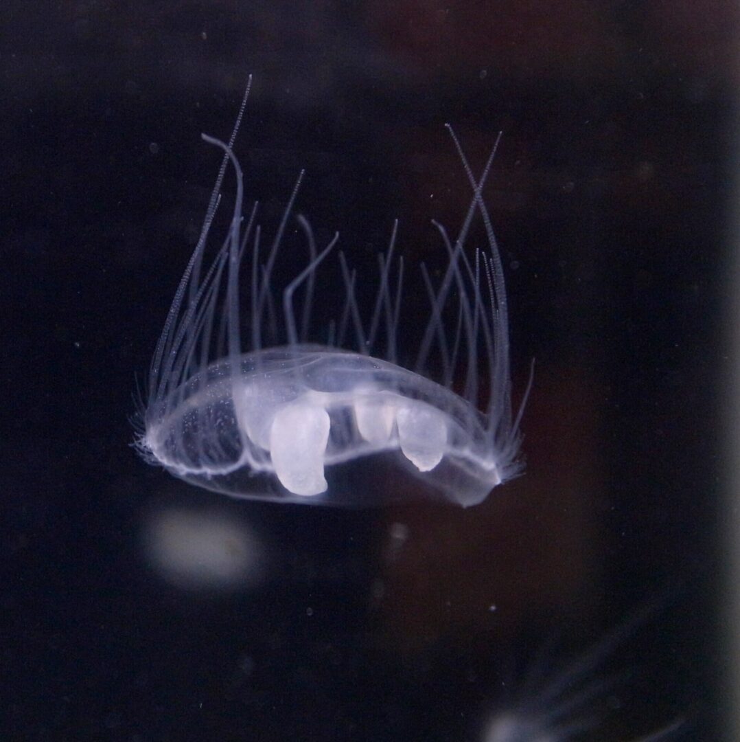 dnk narava tujerodna meduza