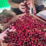 Ta konec tedna so glavne češnje: 59. praznik češenj (foto/video) 22 ebc11a4a d467 4625 bf90 a05a6631eb06