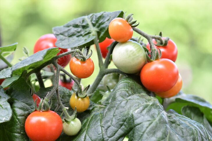 cherry tomato na balkon