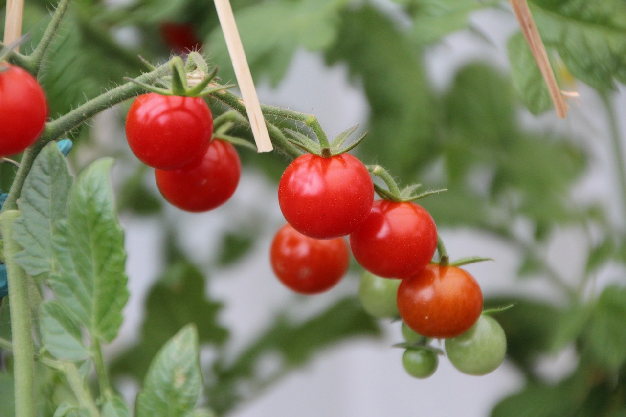 cherry tomato paradiznik na balkonu
