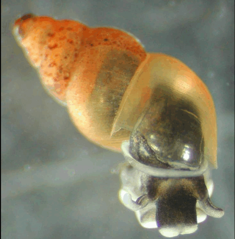 V tržaško podzemlje z Nove Zelandije zašel tujerodni požrešni polž 2 polž