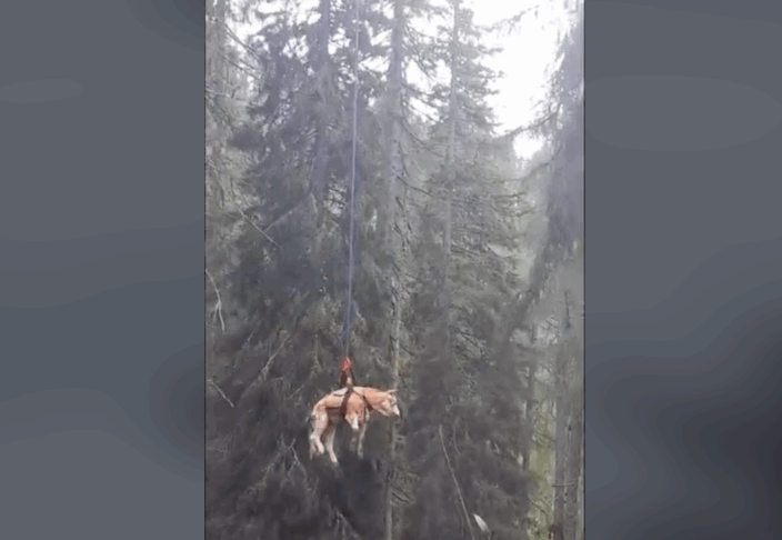 Helikopterjem rešili bika s poškodovano nogo (VIDEO)