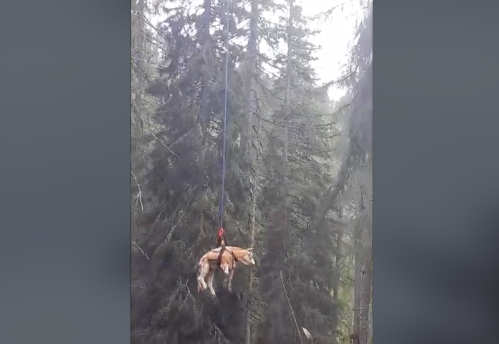 Helikopterjem rešili bika s poškodovano nogo (VIDEO)