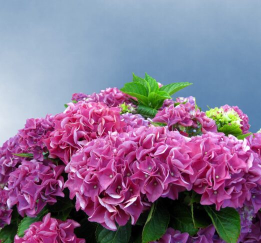 hydrangea 1506852 1280