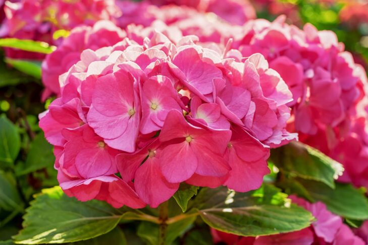 hydrangea 3477093 1280