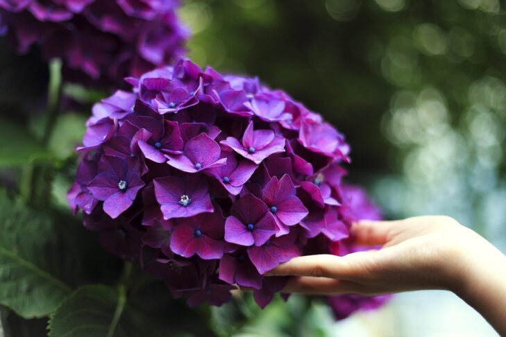 hydrangeas 1853360 1280