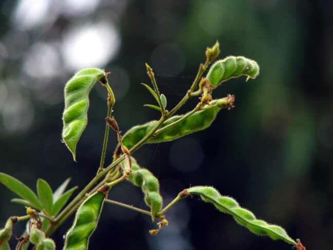 leaf 3228642 1280