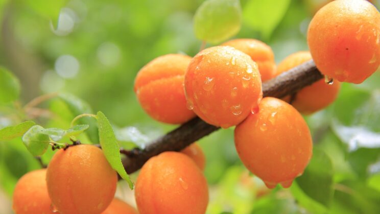 peaches 824624 1280