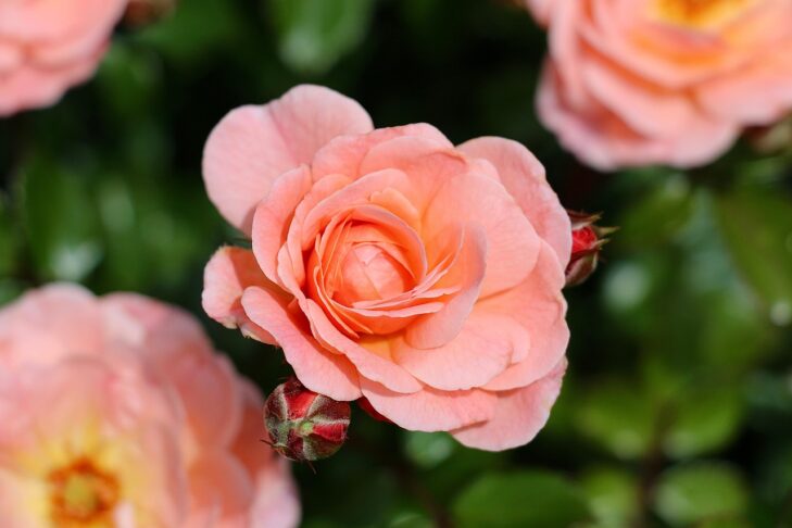 roses 7945822 1280