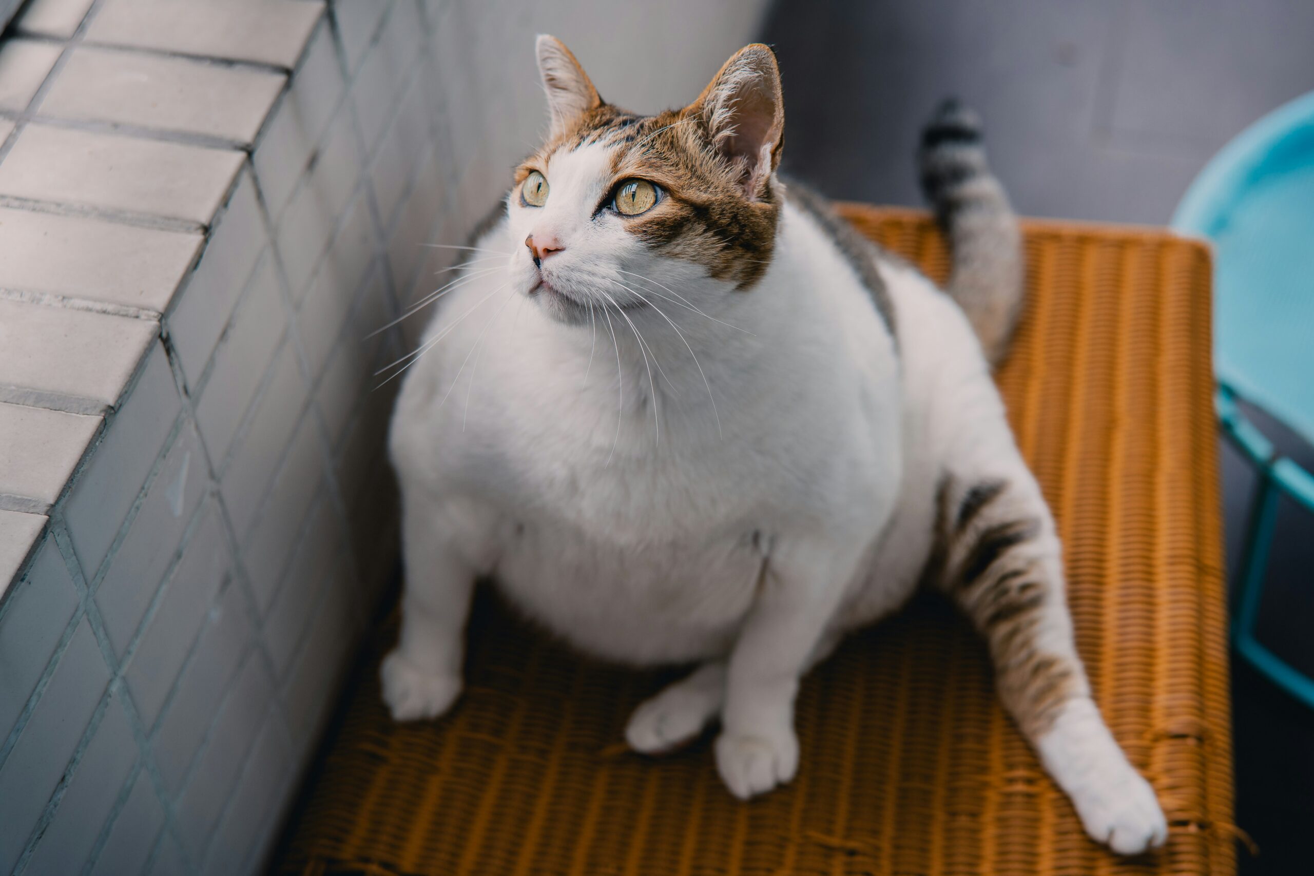 sherman kwan fsBAkfwbsPg unsplash scaled