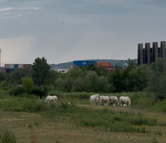 4 ideje kam na tek v Slovenski Istri 6 Škocjanski zatok