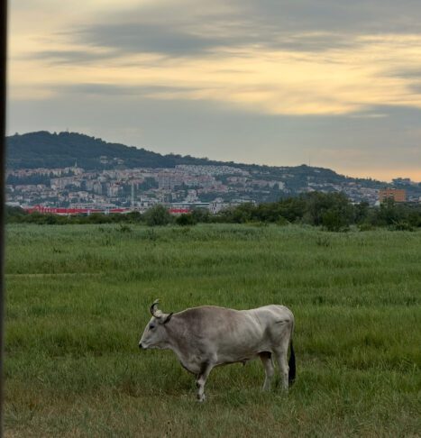 4 ideje kam na tek v Slovenski Istri 5 Škocjanski zatok