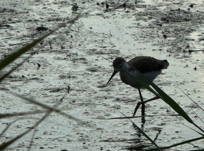 4 ideje kam na tek v Slovenski Istri 4 Škocjanski zatok