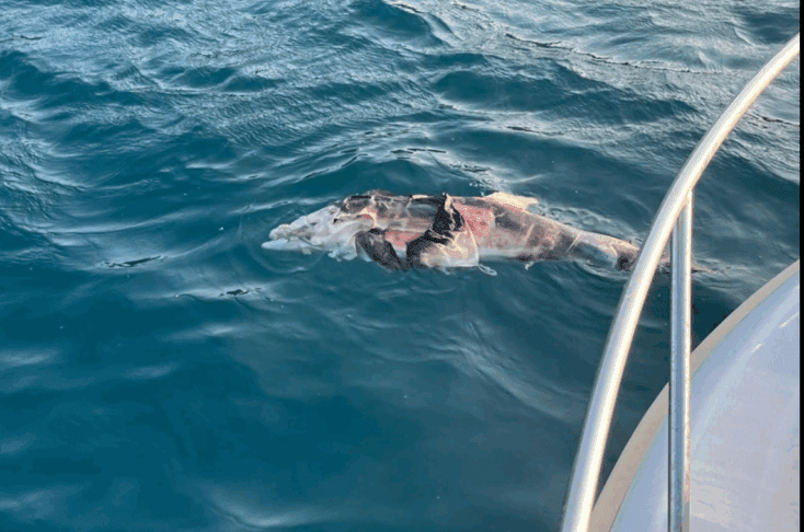 delfin