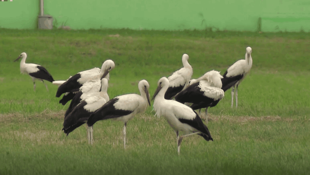Video: Mladoletnik z zračno puško ustrelil belo štorkljo 4 bela štorklja