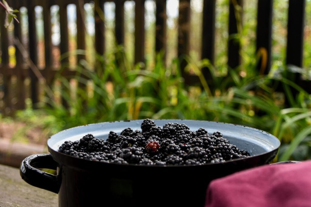 Supernapitek iz aronije in robid 6 blackberries 2648249 1280