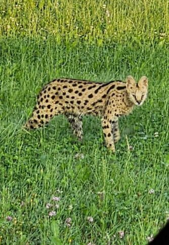 mačka