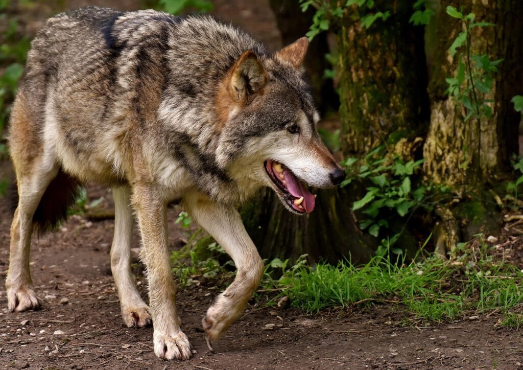 Pri Postojni našel poginulega volka 5 wolf 3151876 1280