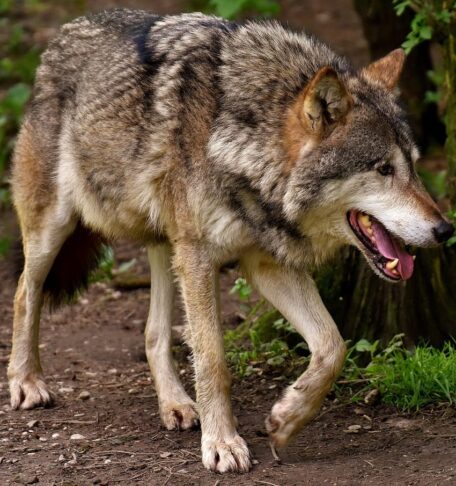 wolf 3151876 1280 e1756376855837