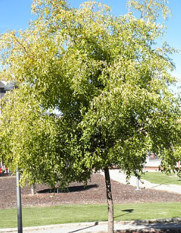 Mnogi ne poznajo tega izjemno zdravega jesenskega sadeža 2 zicola