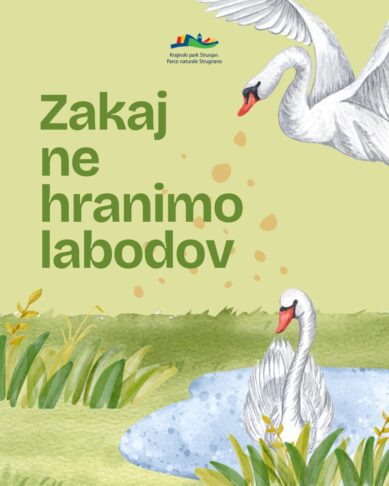 Se je labodje jezero prestavilo na slovensko morje? 17 Zakaj ne hranimo labodov // Krajinski park Strunjan