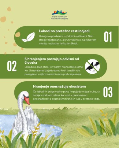 Se je labodje jezero prestavilo na slovensko morje? 18 Zakaj ne hranimo labodov // Krajinski park Strunjan