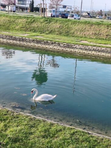 Se je labodje jezero prestavilo na slovensko morje? 4 Labodi v Kopru