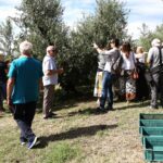 Primorski oljkarji med Brusljem in Ljubljano (FOTO) 2 5F3A9238