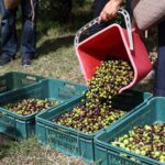 Primorski oljkarji med Brusljem in Ljubljano (FOTO) 9 5F3A9360