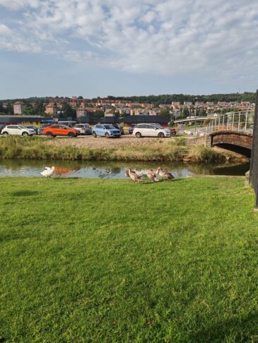 Se je labodje jezero prestavilo na slovensko morje? 5 Labodi v Kopru