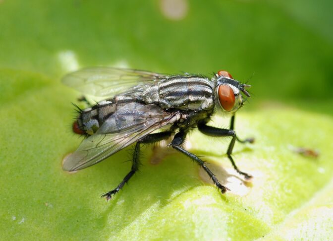 Fly June 2009 4