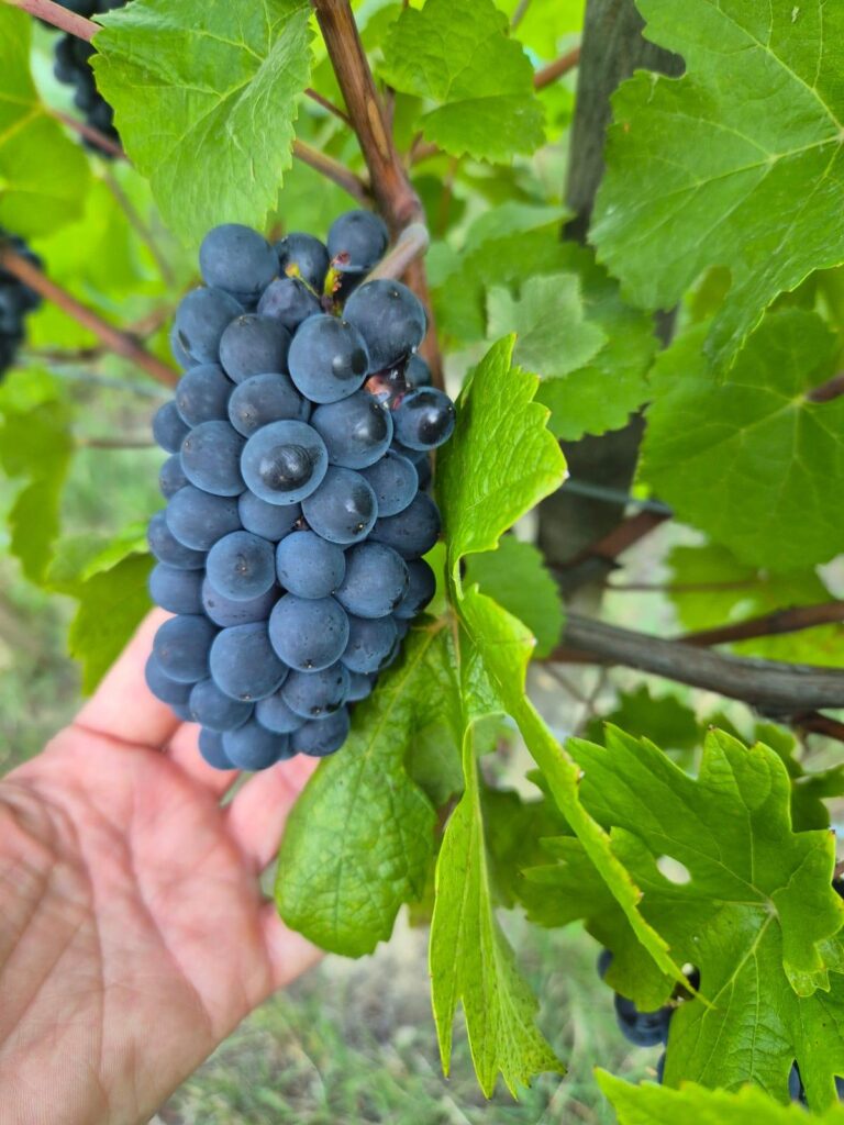 Trgatve končane, kakšno letino si lahko obetamo? 4 IMG 20250820 WA0006