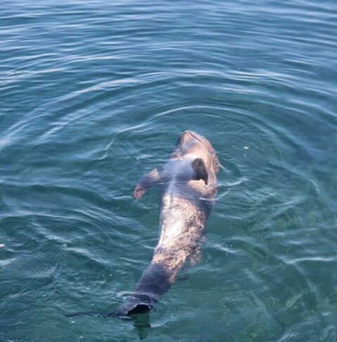 delfin