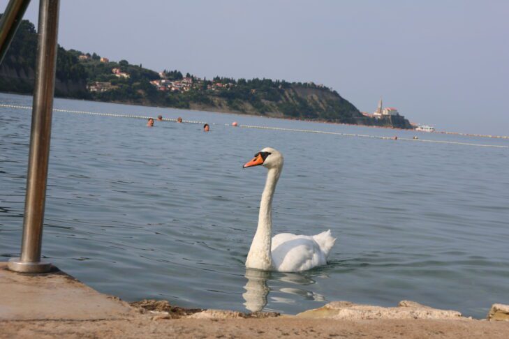 Se je labodje jezero prestavilo na slovensko morje? 15 Labod v Strunjanu // Foto: Živa Papež