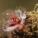 Druga podvodna skulptura na dnu piranskega morja (FOTO) 5 Morska oaza Piran 15 let po postavitvi YouSea Bauhaus 4