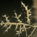 Druga podvodna skulptura na dnu piranskega morja (FOTO) 6 Morska oaza Piran 15 let po postavitvi YouSea Bauhaus 8