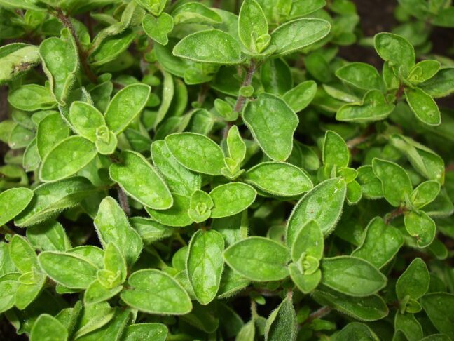 origano