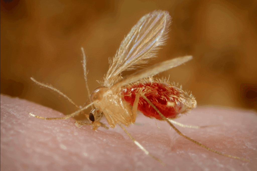 Veterinarji opozarjajo: zaščitite pse pred peščeno muho 4 Posnetek zaslona 2025 09 14 151540