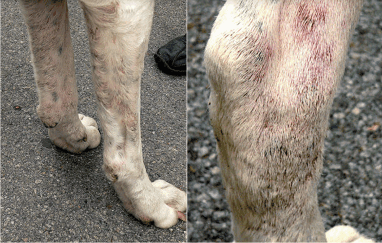 Veterinarji opozarjajo: zaščitite pse pred peščeno muho 3 Posnetek zaslona 2025 09 14 151956