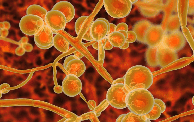 »Epidemija se širi, najhuje je v Evropi!« 2 širi se epidemija