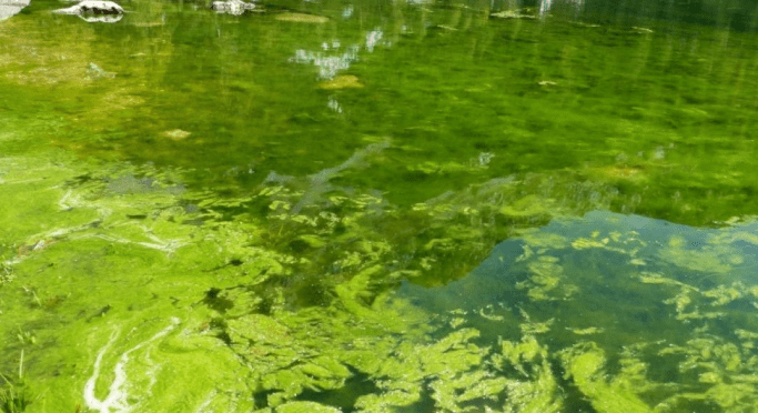 Opozorilo veterinarja: Alge so lahko za vašega psa usodne 2 alge