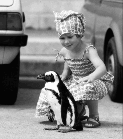 V Trstu ovekovečili spomin na čudovito zgodbo pingvina Marca (foto) 2 pingvin